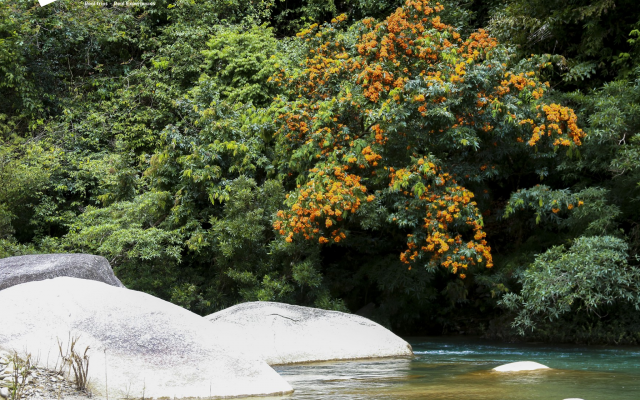 Mùa Hoa Ri Rừng rực rỡ dọc quốc lộ 14G - Khám phá vẻ đẹp thiên nhiên độc đáo núi rừng Đà Nẵng